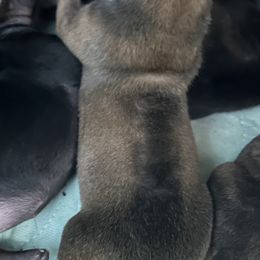 Poncho - Fawn male Vietnamese Phu Quoc Ridgeback puppy in White Stone, Virginia from TSUNAMI  PHU QUOC VIETNAMESE RIDGEBACK