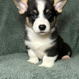 Boy 6 - Black and tan male Pembroke Welsh Corgi puppy in Surprise, Arizona from Ruff and Rowdy Corgis
