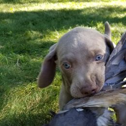 Weimaraner Puppies from SilverRush Weimaraners