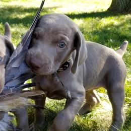 Weimaraner Puppies from SilverRush Weimaraners