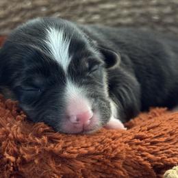 Pembroke Welsh Corgis from Circle T Livestock & K9 Co.