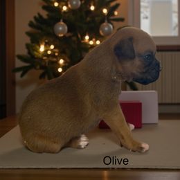 Olive (AKC) - Fawn female Boxer puppy in Galt, California from Black Dymond Boxers