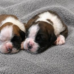 Boxer puppies from Lafayette Bulldogs & Boxers