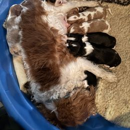 Cavalier King Charles Spaniel and Labrador Retriever Puppies from This & That Ranch