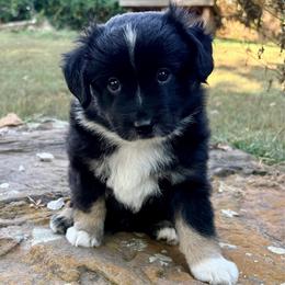 Grover - Black tri male Miniature Australian Shepherd puppy in Stockton, Missouri from Kizmit Farmz