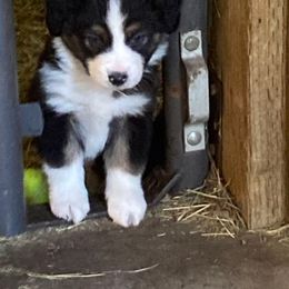 Australian Shepherd Puppies from Toni Thompson's Australian Shepherds