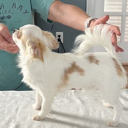 Beau - Chihuahua