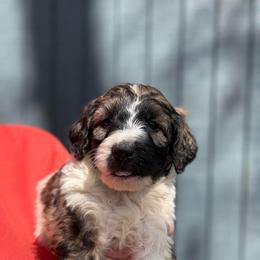 Jonah - Parti male Goldendoodle puppy in Jacksonville, Florida from Dandelion Doodles