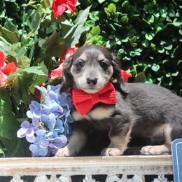 Remington Steele - Blue and tan male Dachshund puppy in Woodbine, Georgia from Walker's Minidachs
