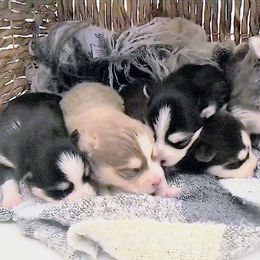 Girl 1 - female Pomsky puppy in Tucson, Arizona from Mini Pomsky Puppies