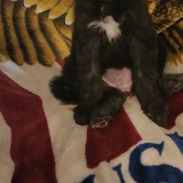 Goldendoodle Puppies from Country Pups Doodles