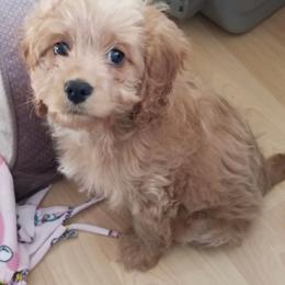Cockapoo Puppies from Joanna Abruscato