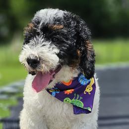 Rouge- Purple Collar - Black and white female Bernedoodle puppy in Bonham, Texas from Happy Valley Puppies