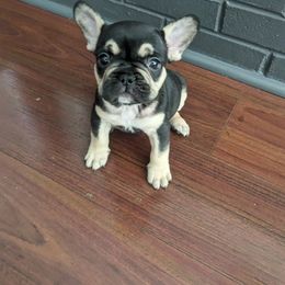 French Bulldog Puppies from Jgrfrenchies