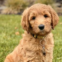 Assorted Doodle Crosses, Bernedoodle, Goldendoodle, and Labradoodle Puppies from Erica’s Doodles