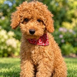 Henry - Apricot male Poodle puppy in Chattanooga, Tennessee from Joyfull Pals