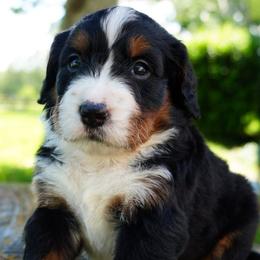 Camille - Tri-color female Bernedoodle puppy in Folsom, Louisiana from DoodlesFarmCo