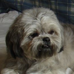 MoMo - Shih Tzu