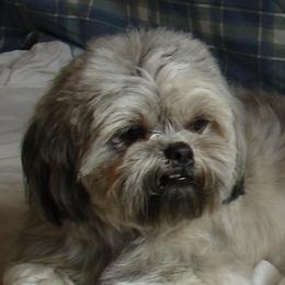MoMo - Shih Tzu
