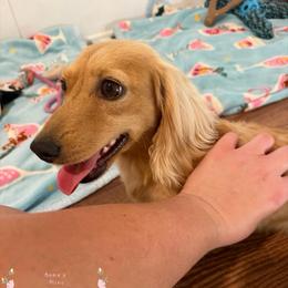 Rosie - Dachshund