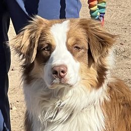 Josie  - Australian Shepherd