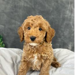 Ryder - Apricot male Poodle puppy in Vilonia, Arkansas from Donna’s Pretty Poodles