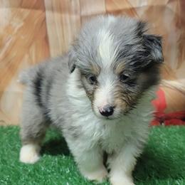 Bailey - Blue merle and white male Shetland Sheepdog puppy in Conway, Missouri from Brooks's little darlings