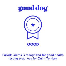 Cairn Terriers from Falkirk Cairns