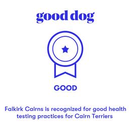 Cairn Terriers from Falkirk Cairns
