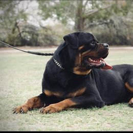 Zip - Rottweiler