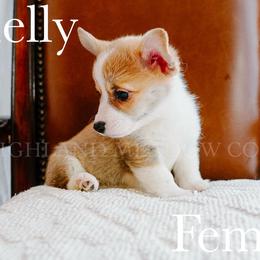 Shelly - Red female Pembroke Welsh Corgi puppy in Bend, Oregon from Highland Meadow Corgis