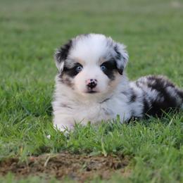 Australian Shepherd and Miniature Australian Shepherd Puppies from Sassy Lil Aussies