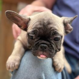 Caleb - Fawn and white male French Bulldog puppy in Greenfield, Missouri from Hope Mountain French Bulldogs