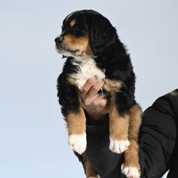 Bernese Mountain Dog, Golden Mountain Dog, and Golden Retriever Puppies from Grateful Bernese & Gage's Goldens