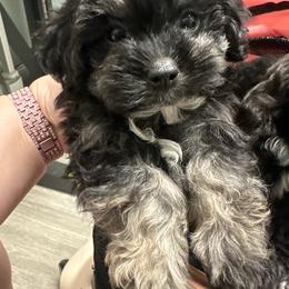 Milo - Tri-color male Yorkipoo puppy in Apple Valley, California from Boujeepups