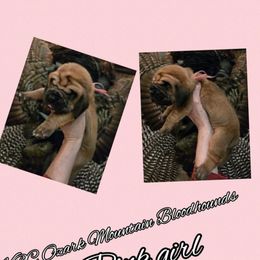 Girl 2 - Red female Bloodhound puppy in Stone Hill, Missouri from KRC Ozark Mountain Bloodhounds