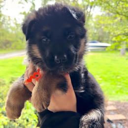 Caia - Black and red female German Shepherd puppy in Harvard, Illinois from Aus Dem Meer German Shepherds