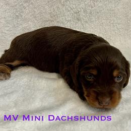 Ruffian - Chocolate and tan female Dachshund puppy in Carlsbad, Texas from MV Mini Dachshunds