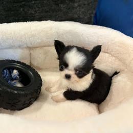 Koa - Black and white male Chihuahua puppy in Springfield, Missouri from Casadelopez Tails