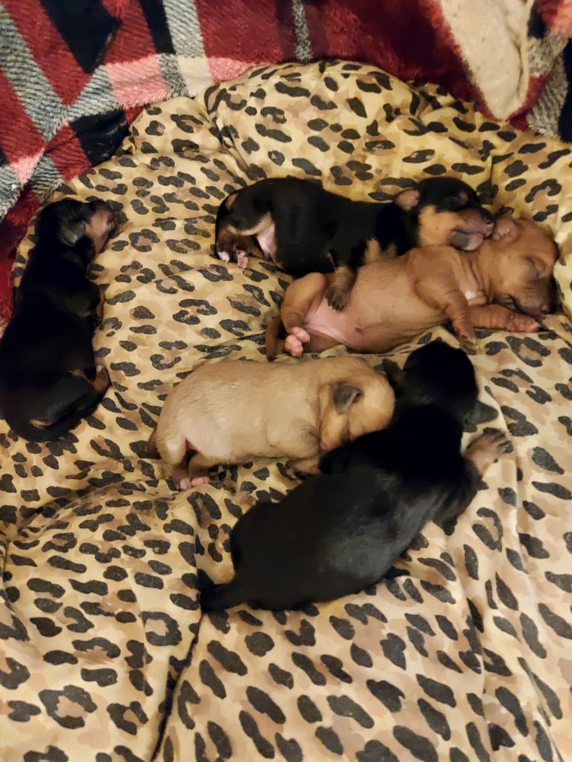 Dachshund Puppies from Sherman's Dachshunds