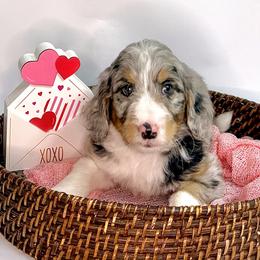 Chase - Blue merle male Assorted Doodle Crosses puppy in Waco, Georgia from Huff Family Doxies & Doodles