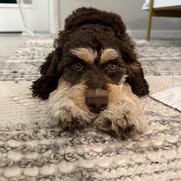 Cavapoo All Grown Up from WW Cavapoos