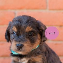 Aussiedoodle and Goldendoodle Puppies from Ever After Doodles Arizona