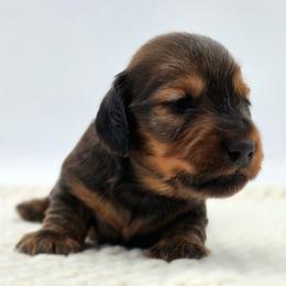 Puppy 3 - Red male Dachshund puppy in Zebulon, North Carolina from Salt of the Earth Dachshunds