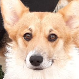 Pembroke Welsh Corgis from Renee Still Day