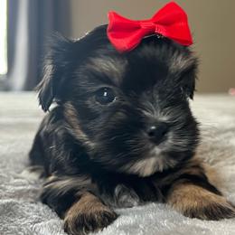 Susie Q - Black and tan female Yorkshire Terrier puppy in Jacksonville, Florida from The Yorkie Shack