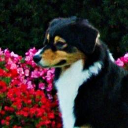 Nori - Australian Shepherd