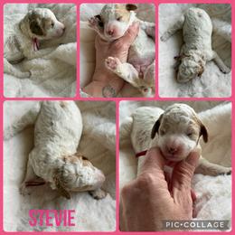 Stevie - Parti female Poodle puppy in Mount Vernon, Illinois from AMC Poodles