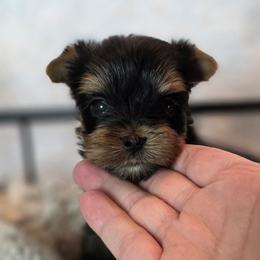 Baby boy - Black and gold male Yorkshire Terrier puppy in Luray, Tennessee from Little Angel Yorkies