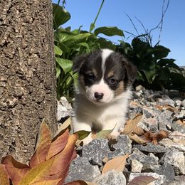 Pembroke Welsh Corgi Puppies from Whistling Wind Corgi’s